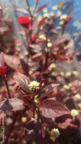 Alternanthera bettzickiana photo