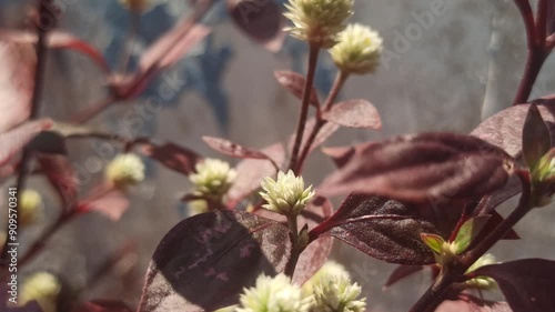 Alternanthera bettzickiana photo