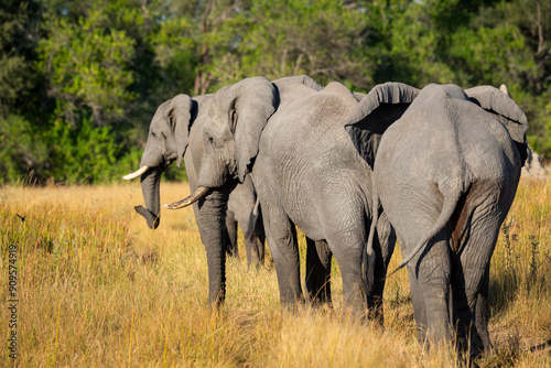 The African bush elephant, Loxodonta africana, also known as the African savanna elephant. Is the largest living terrestrial animal,