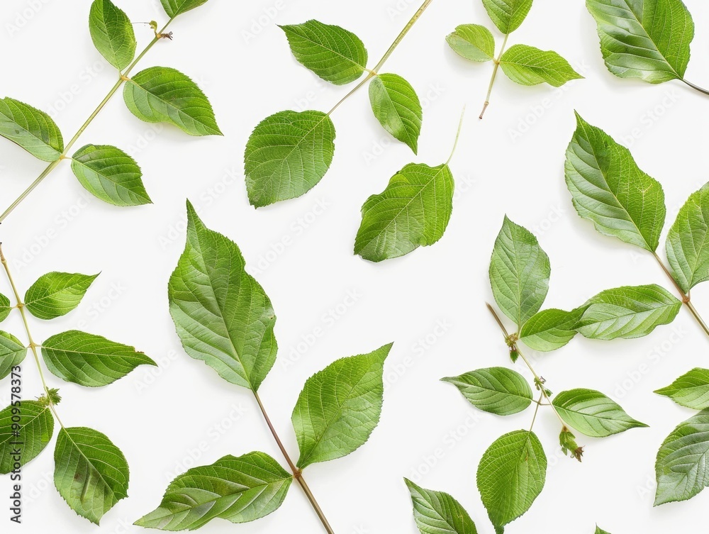 green leave isolated on white background - ai green leave isolated on white background - ai