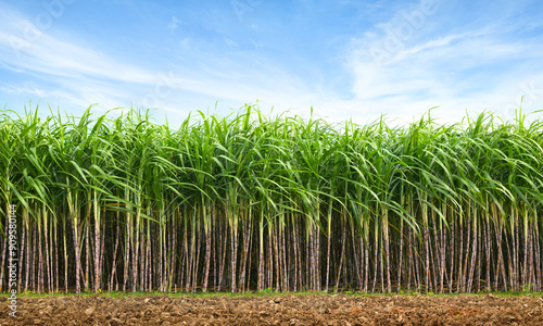 Sugar cane plantation with blue sky background.