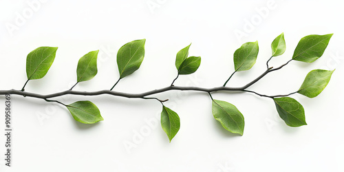 A branch with green leaves on white background, generative AI photo