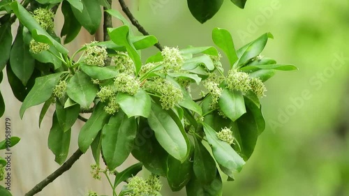 【山野草・樹木】ツルマサキ（蔓柾）：Euonymus fortunei　240621-1 photo