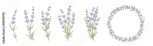 Set of lavender flowers elements. Collection of lavender flowers on a white background. Vector illustration bundle.