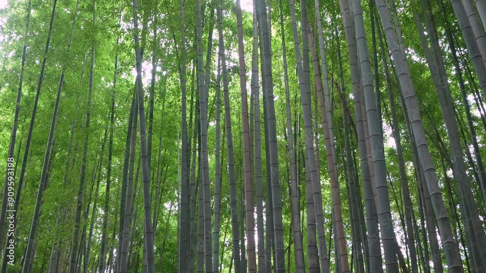 Panning right of Serene Bamboo Forest. 4k 10bit footage. Panning right of Serene Bamboo Forest. 4k 10bit footage.