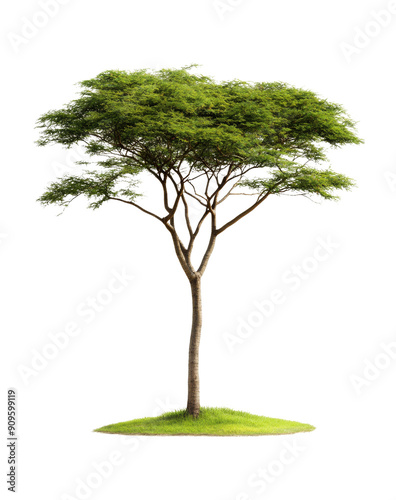 Llarge tree with lush green foliage isolated photo