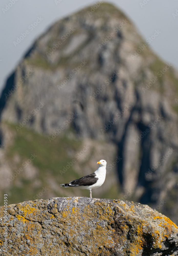 A great black-backed gull (Larus marinus) standing on a rock with a mountain rising in the background. Photo taken in Lofoten, Norway A great black-backed gull (Larus marinus) standing on a rock with a mountain rising in the background. Photo taken in Lofoten, Norway