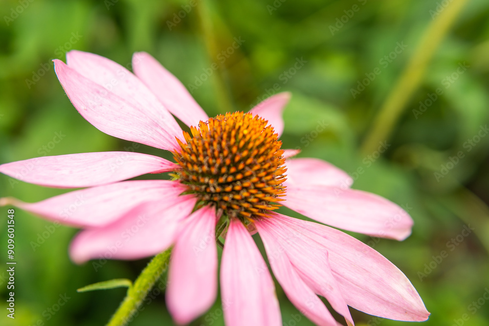 Beautiful daisies growing in the garden. Gardening concept, close-up. The flower is pollinated by a bumblebee. Beautiful daisies growing in the garden. Gardening concept, close-up. The flower is pollinated by a bumblebee.
