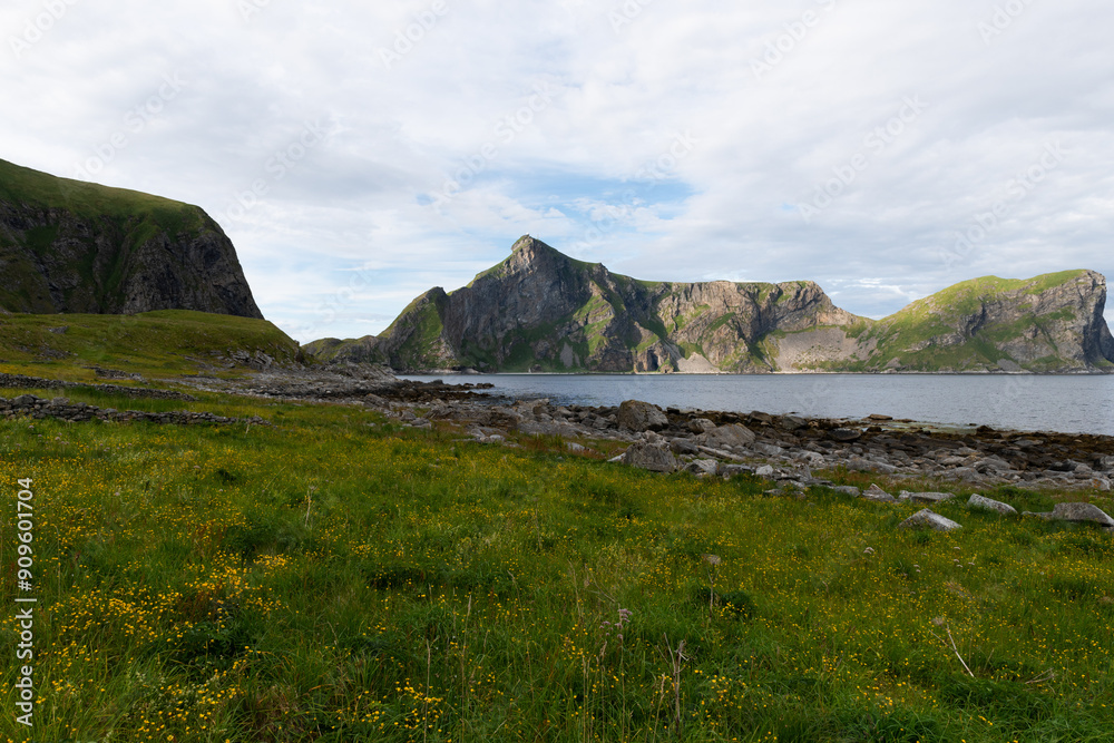 Φωτογραφία A meadow filled with yellow flowers on the coastline on Vaeroy in the Lofoten ar