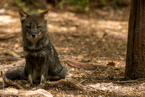 Darwins Fox (Lycalopex fulvipes) also known as Zorro chilote. Chiloé, Chile.