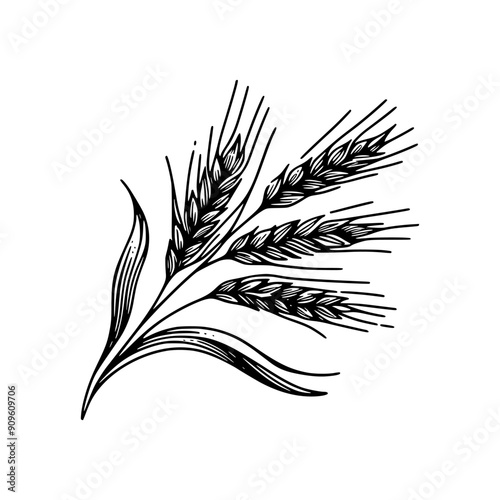 wheat hand drawn vector stock template illustration