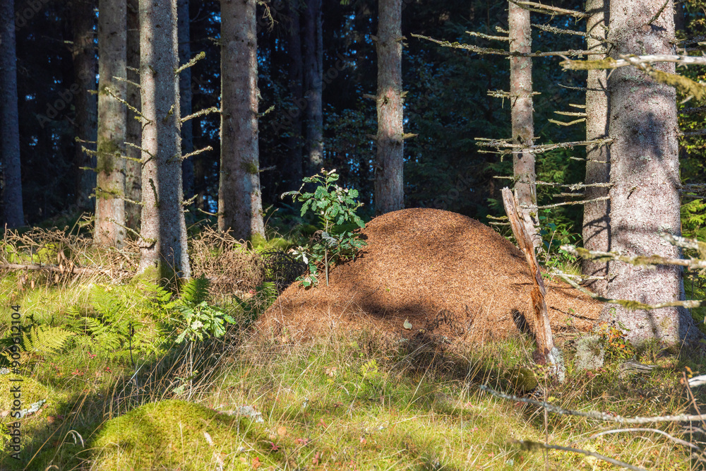 Fotografie Anthill in a sunny spruce forest