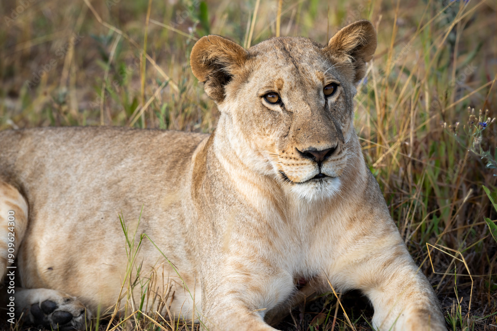 Lioness on kill in the okavango delta botswana Lioness on kill in the okavango delta botswana
