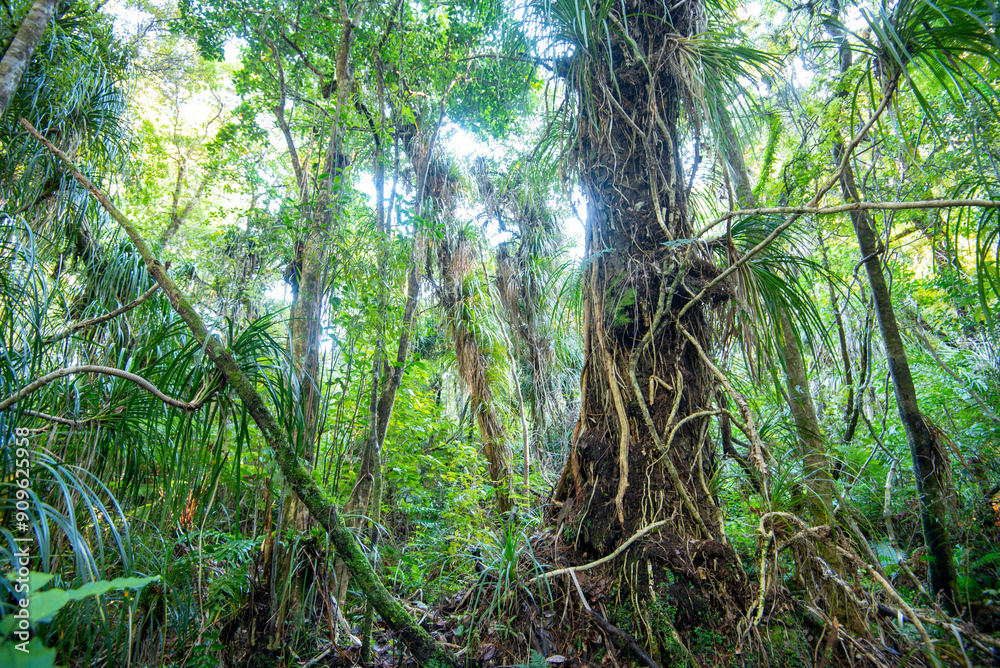 Waipoua Kauri Forest - New Zealand Waipoua Kauri Forest - New Zealand