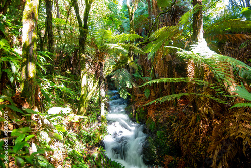 Stream in Buried Village of Te Wairoa - New Zealand photo