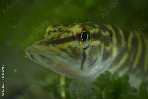 pike, esox lucius, American waterweed, elodea canadensis, Canadian, waterweed, pondweed, predatory fish, camouflage, underwater, green, head, eye, teeth photo