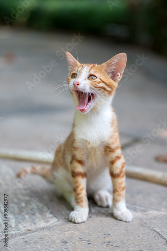 Outdoors, the kitten sits on the ground and yawns