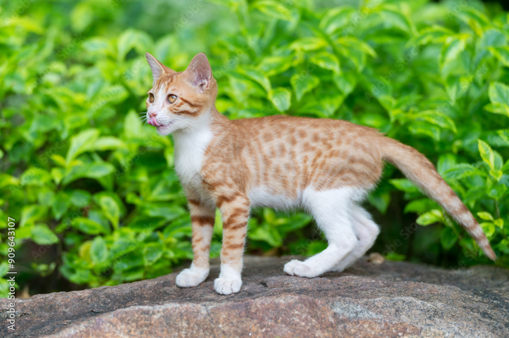 Outside, the kitten stands on a rock Outside, the kitten stands on a rock
