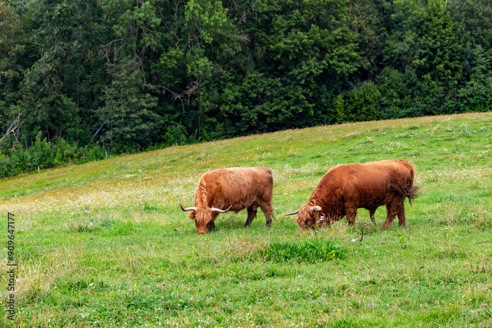 Breeding bulls graze on a mountain pasture. Breeding bulls graze on a mountain pasture.