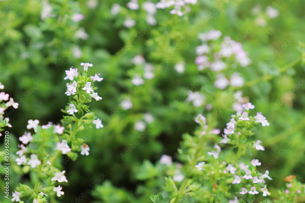 レモンタイムの小さな薄ピンク色の花 レモンタイムの小さな薄ピンク色の花