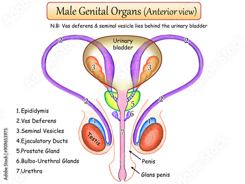 MALE GENITAL (SEX) ORGANS
Epididymis
Vas deferens
Seminal Vesicles
Ejaculatory ducts
Prostate gland
Urethra photo