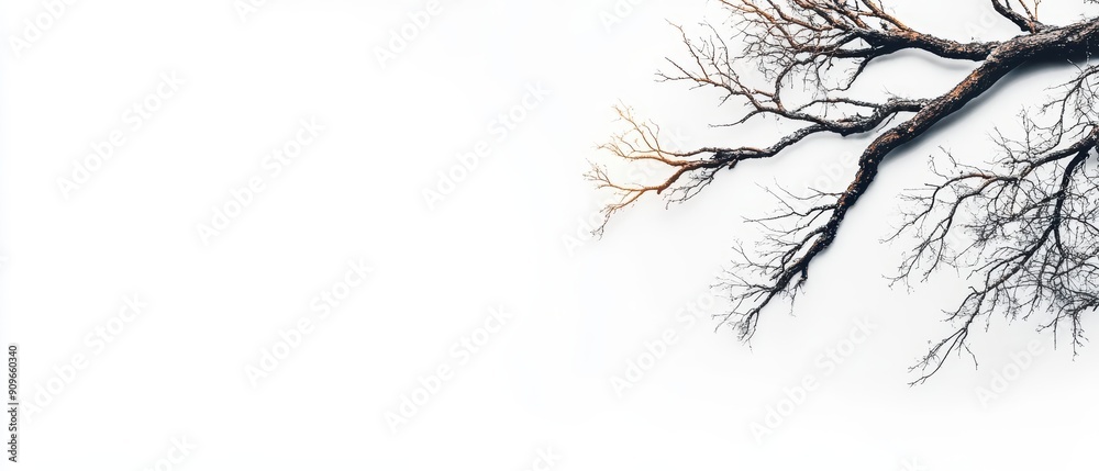 A minimalist image showcasing a single branch with intricate twigs, set against a blank white background, perfect for nature themes. A minimalist image showcasing a single branch with intricate twigs, set against a blank white background, perfect for nature themes.