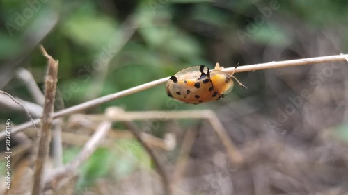 tortoise-beetle photo