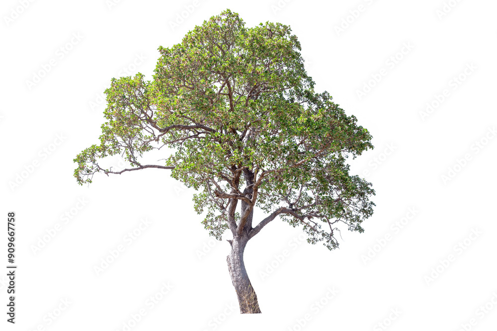 Tree isolated on white background Tree isolated on white background