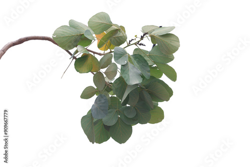 brunch of tree isolated on white