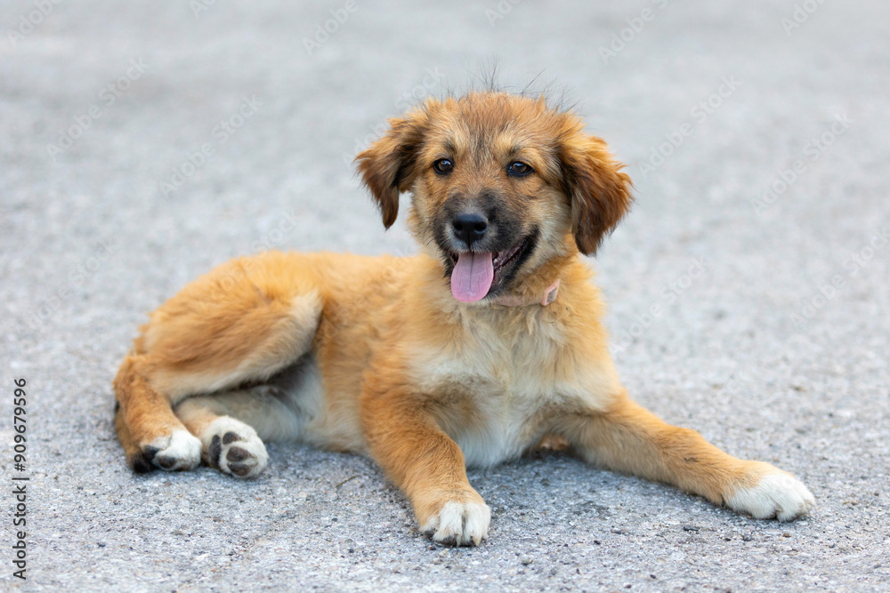 Ταπετσαρία Red mutt puppy dog lying outdoor. Mixed-breed