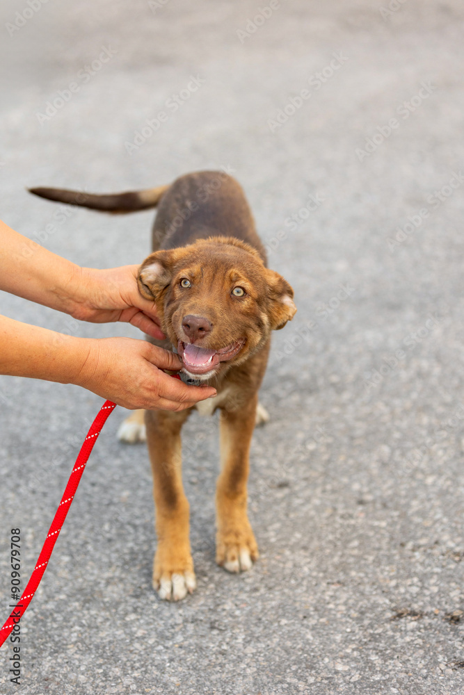 Brown mutt puppy standing outdoor. Mix Breed street dog Brown mutt puppy standing outdoor. Mix Breed street dog