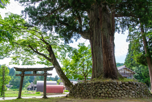 二本杉と茅葺屋根 photo