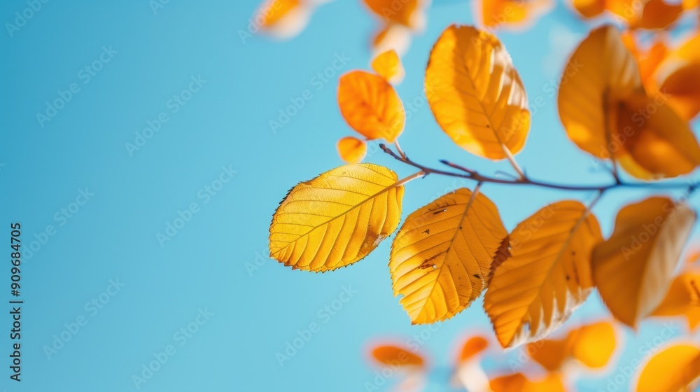 Autumn and foliage Golden hues of fall foliage against a backdrop of clear blue skies. Autumn and foliage Golden hues of fall foliage against a backdrop of clear blue skies.