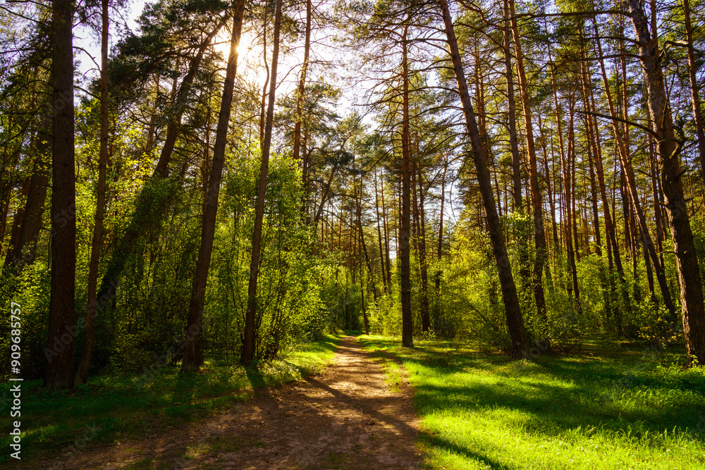 Obraz premium Sunbeams streaming through the pine trees and illuminating the young green foliage on the bushes in the pine forest in spring.