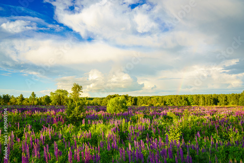 Sunrise or sunset on a field with purple lupines on a cloudy sky and birch trees in the background in summer.