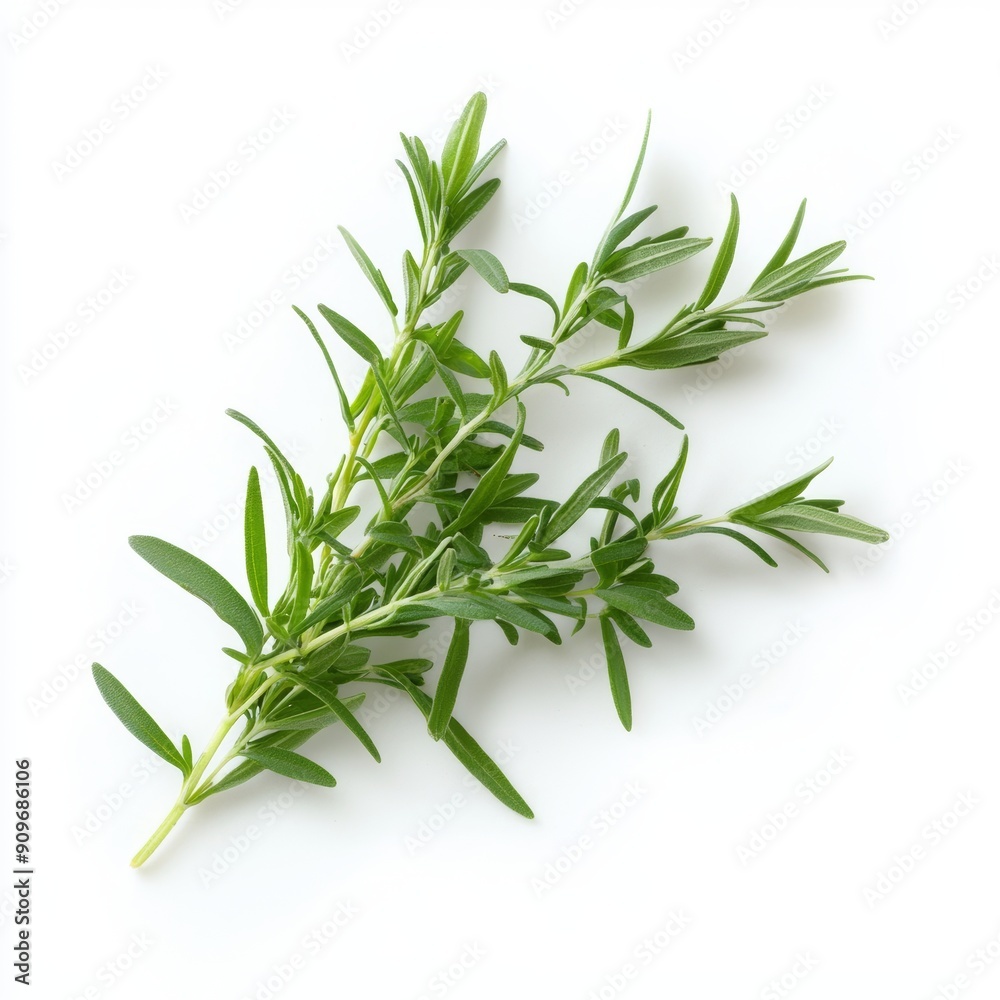 Fresh Tarragon Branch on White Background for Food or Cosmetic Design Generative AI Fresh Tarragon Branch on White Background for Food or Cosmetic Design Generative AI