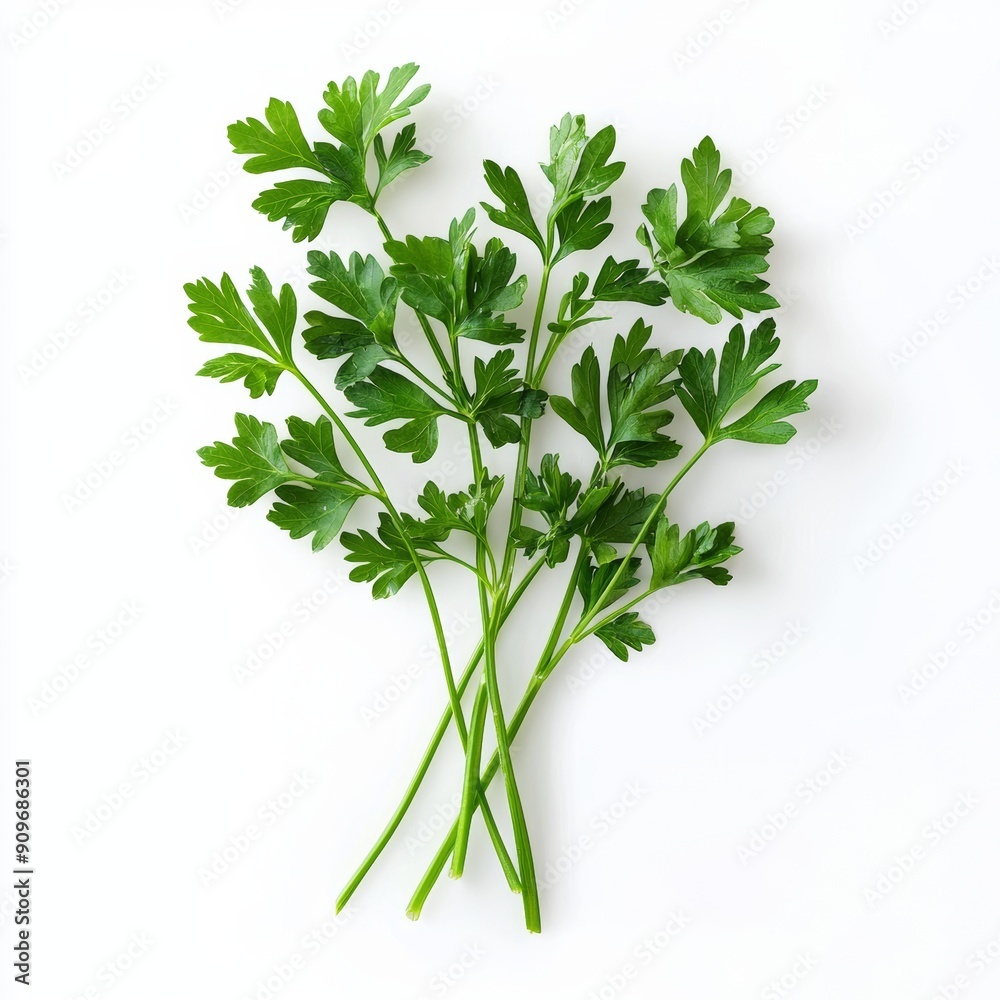 Fresh Parsley Branch on White Background for Food or Cosmetic Design Generative AI Fresh Parsley Branch on White Background for Food or Cosmetic Design Generative AI