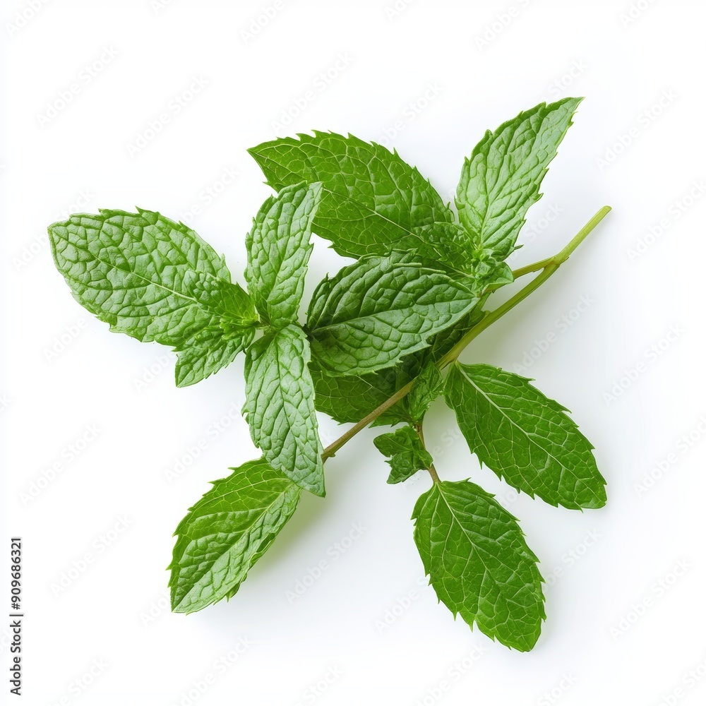 Fresh Peppermint Branch on White Background for Food or Cosmetic Design Generative AI Fresh Peppermint Branch on White Background for Food or Cosmetic Design Generative AI