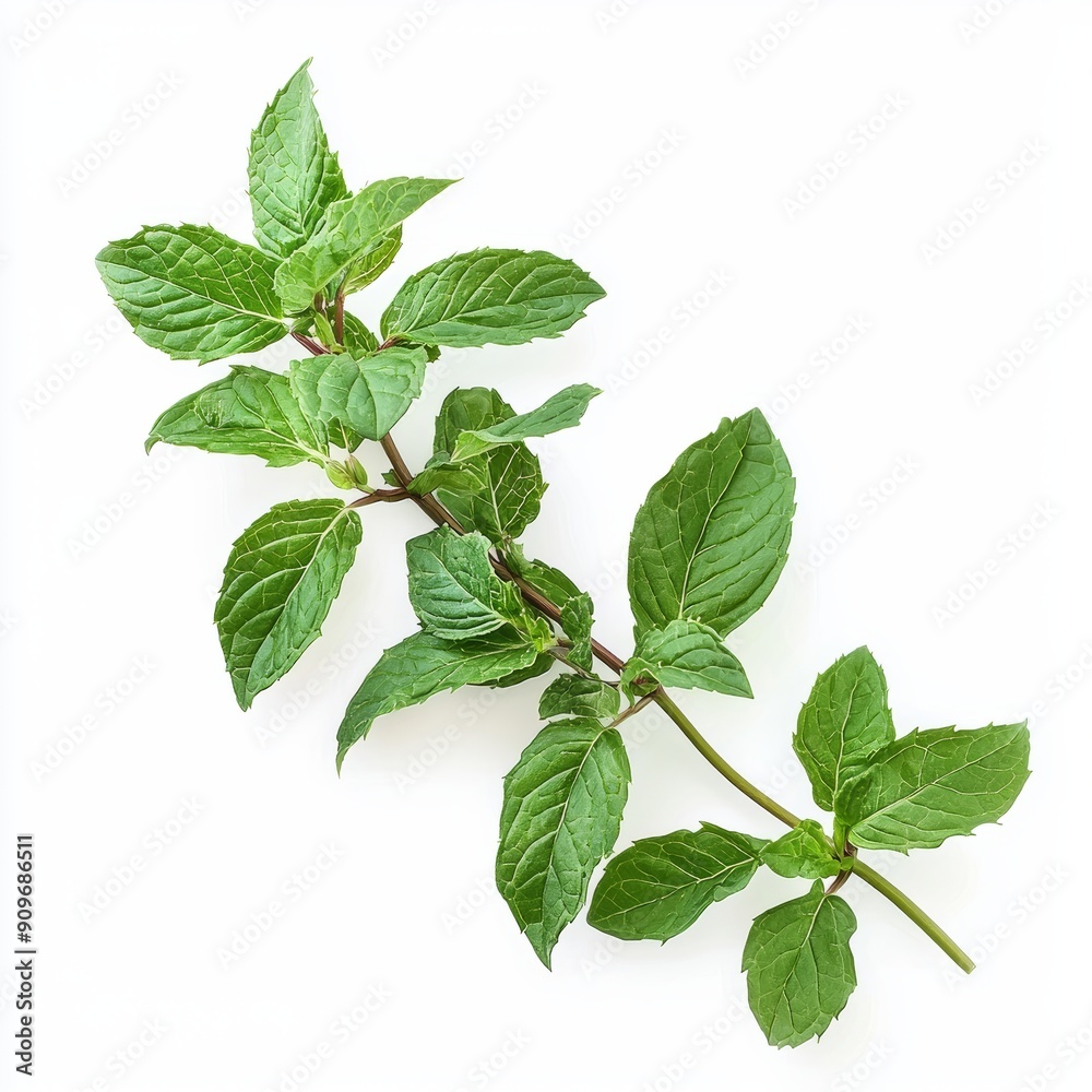 Fresh Peppermint Branch on White Background for Cosmetic or Food Design Generative AI Fresh Peppermint Branch on White Background for Cosmetic or Food Design Generative AI