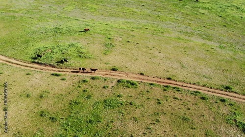 Aerial view of a cattle grazing on a vast, green meadow in Mongolia, with rocky hills in the background and a dirt road cutting through the landscape.
