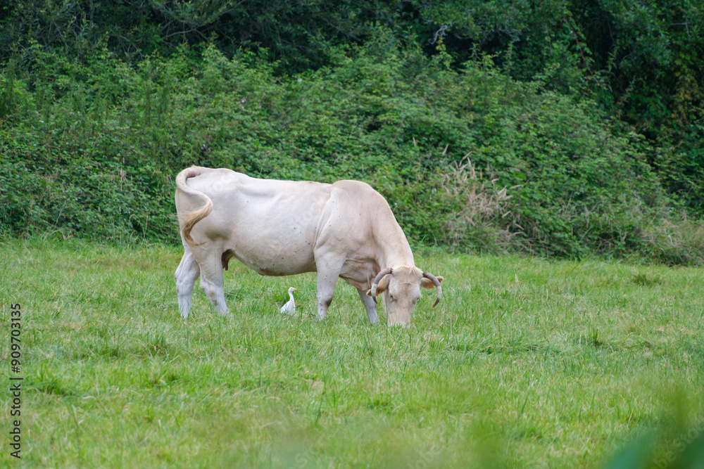 Fototapeta premium Vache