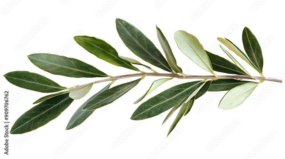 Branch of an olive tree with Leaves Isolated On white background II Branch of an olive tree with Leaves Isolated On white background II
