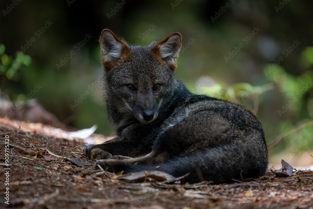 Naklejka premium Darwins Fox (Lycalopex fulvipes) also known as Zorro chilote. Chiloé, Chile.