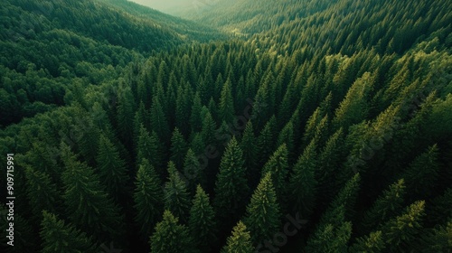 Aerial view of green pine and dark spruce trees blanketing the mountain hills, forming a dense forest landscape