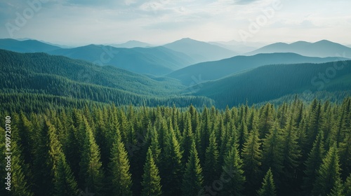 Majestic aerial view of green pine forest and dark spruce trees spanning mountain hills under a clear sky