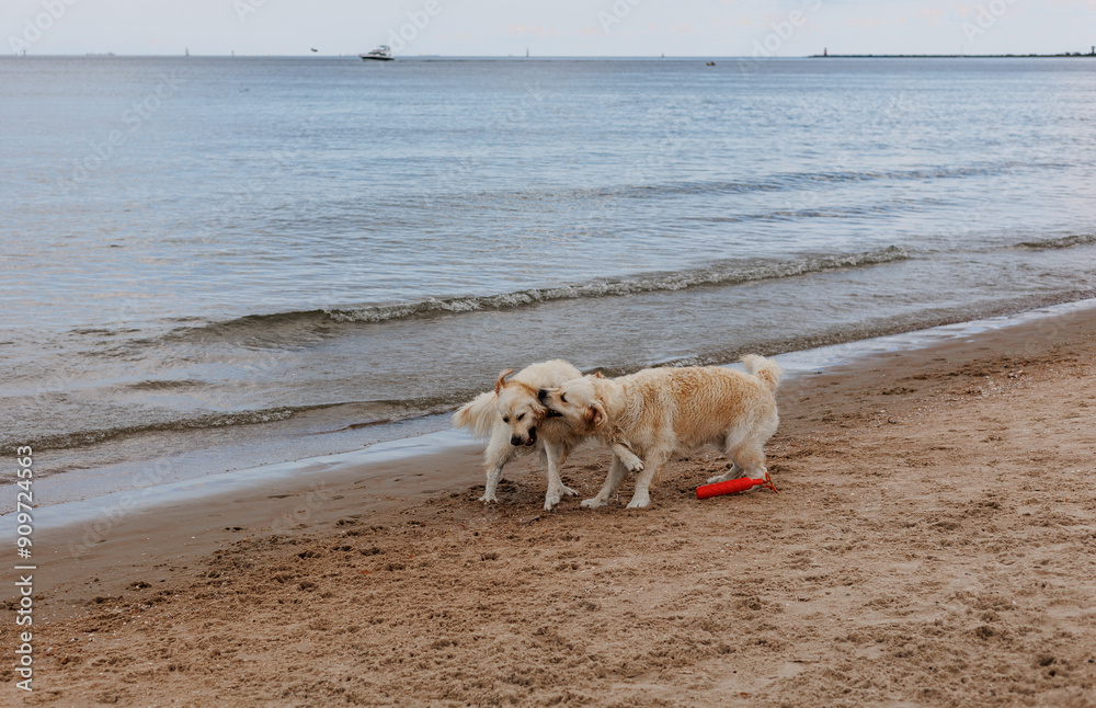 Two domestic happy golden retriever dogs friends are swimming, running and play with toys on the beach sand near the Baltic sea in the summer Two domestic happy golden retriever dogs friends are swimming, running and play with toys on the beach sand near the Baltic sea in the summer