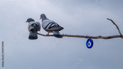 Pigeons on a branch 