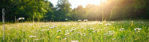 Serene Sunlit Meadow with Fresh Grass and Wildflowers Blooming - Nature's Tranquility