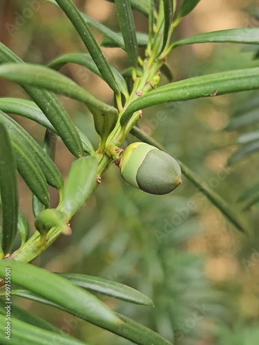 A cone of a yew (Taxus baccata)