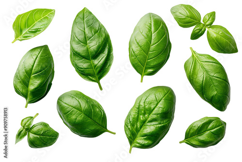 Fresh herbs green basil leaves isolated on white background Transparent PNG